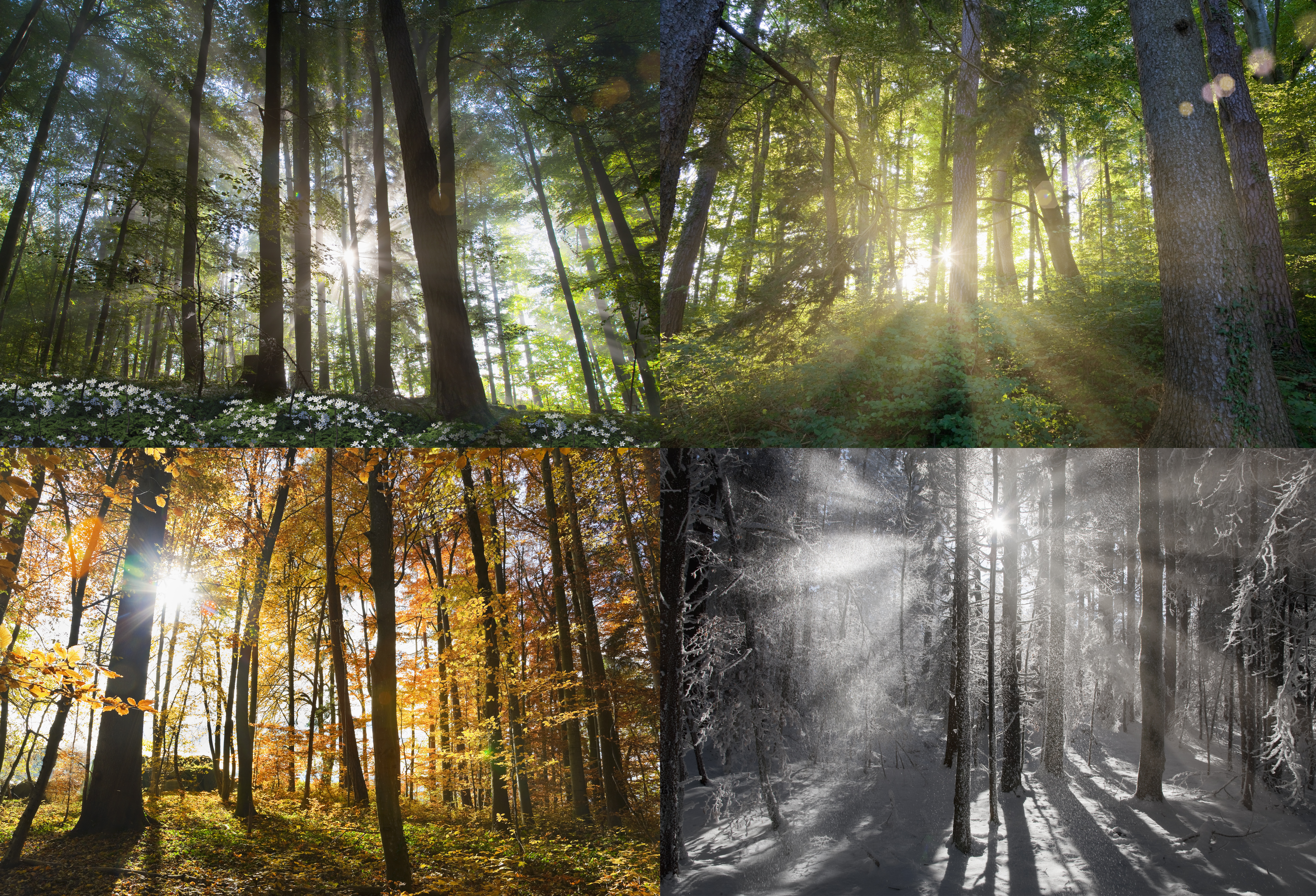 Views of four seasons of forest