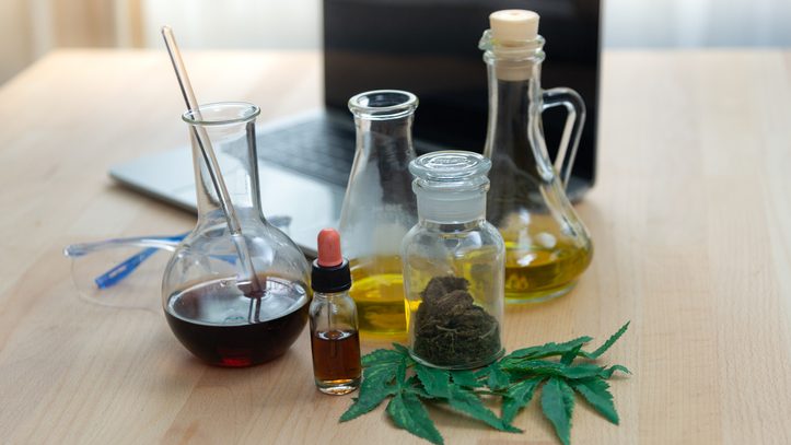 Researchers are studying marijuana (Cannabis) leaves for drug use.